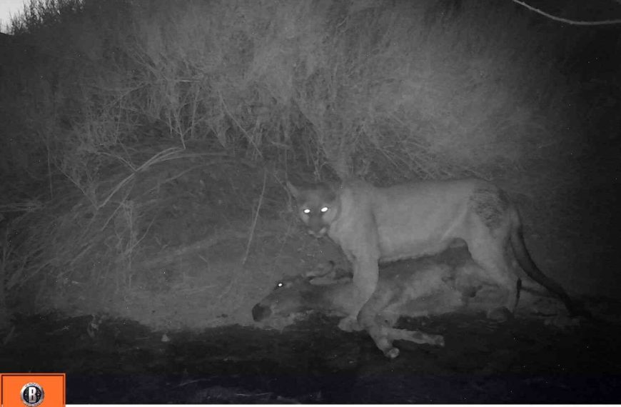 Wild donkeys are thriving, but the mountain lions are not