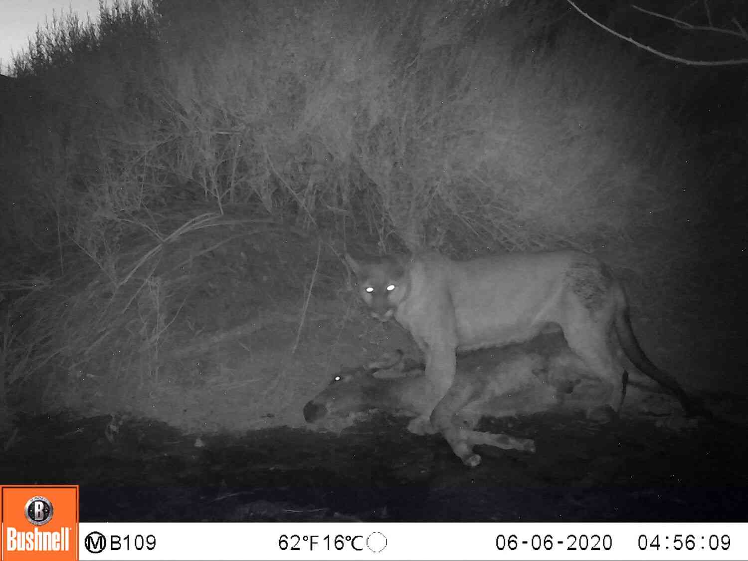 Wild donkeys are thriving, but the mountain lions are not
