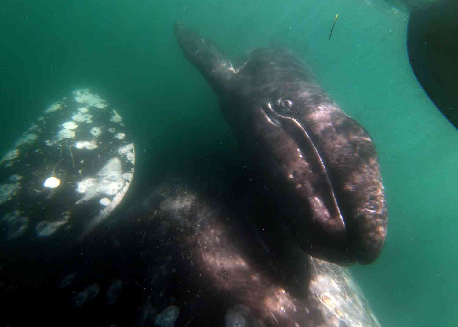The California Gray Whale Population Could Be At Risk of Extinction